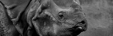 How the Rhinoceros Got Its Skin: Reflections on the Role of Registrar